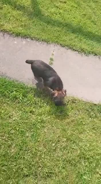 Border Terrier dogs for sale: Gorgeous Border Terrier puppies - Video 5