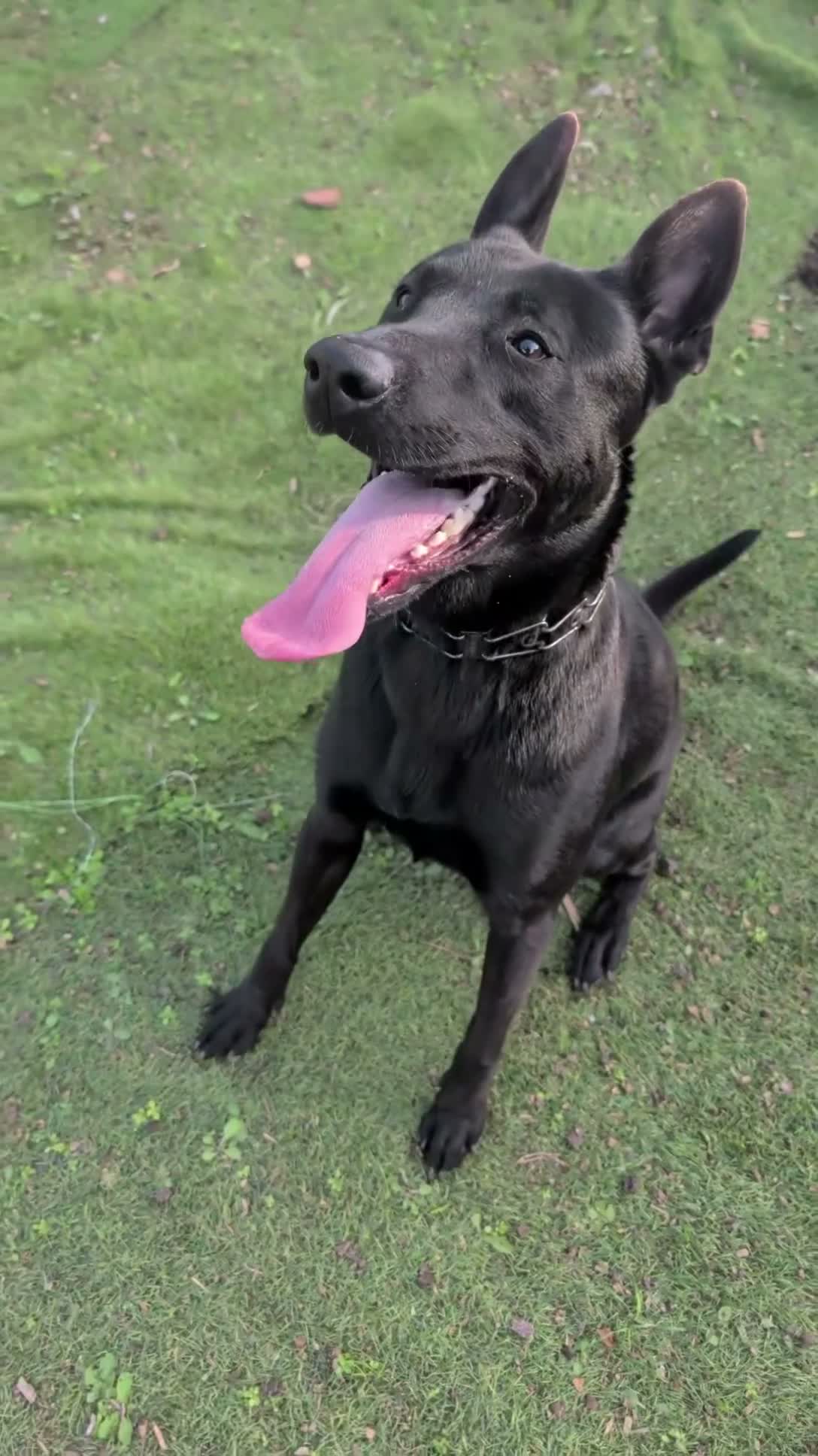 Mixed Breed dogs for stud: Mali x hurder stud in Durham - Video 1