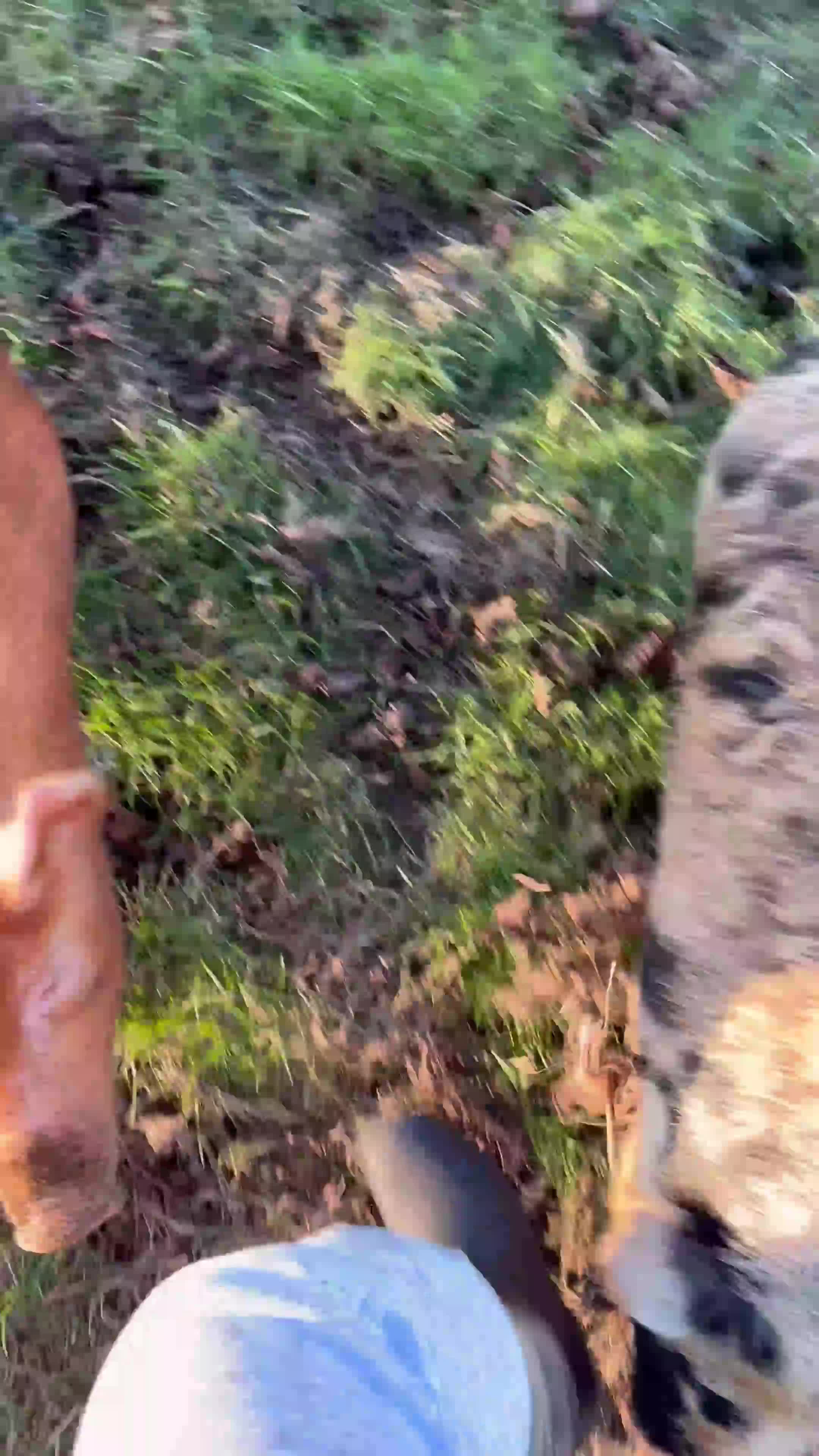 Pig livestock for sale: 2 pigs  - Video 3