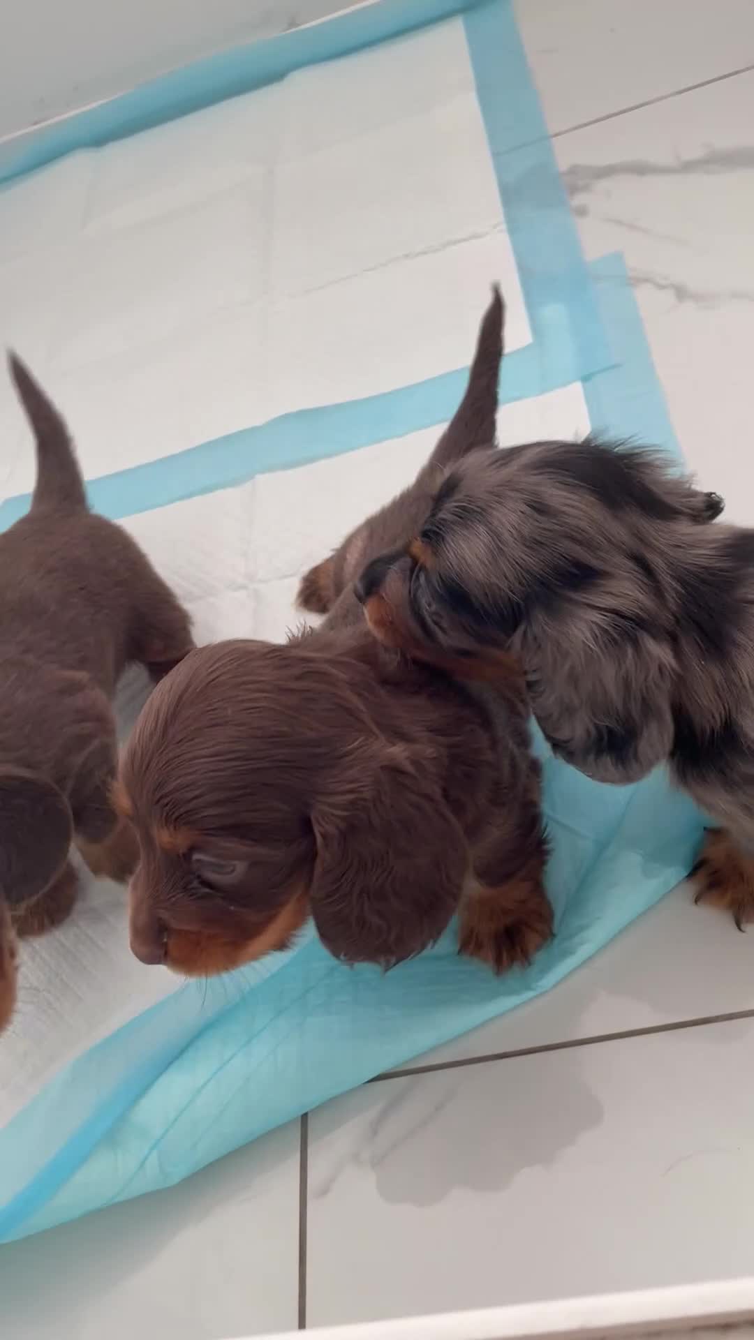 Miniature Dachshund dogs for sale: KC LONG HAIRED DACHSHUNDS  in Ipswich - Video 3