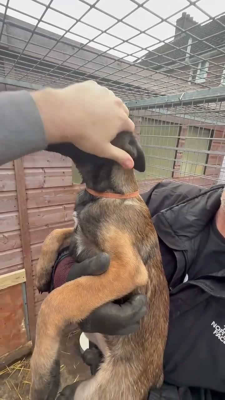 Belgian Shepherd Dog dogs for sale: Belgian malanois pups in Liverpool - Video 2