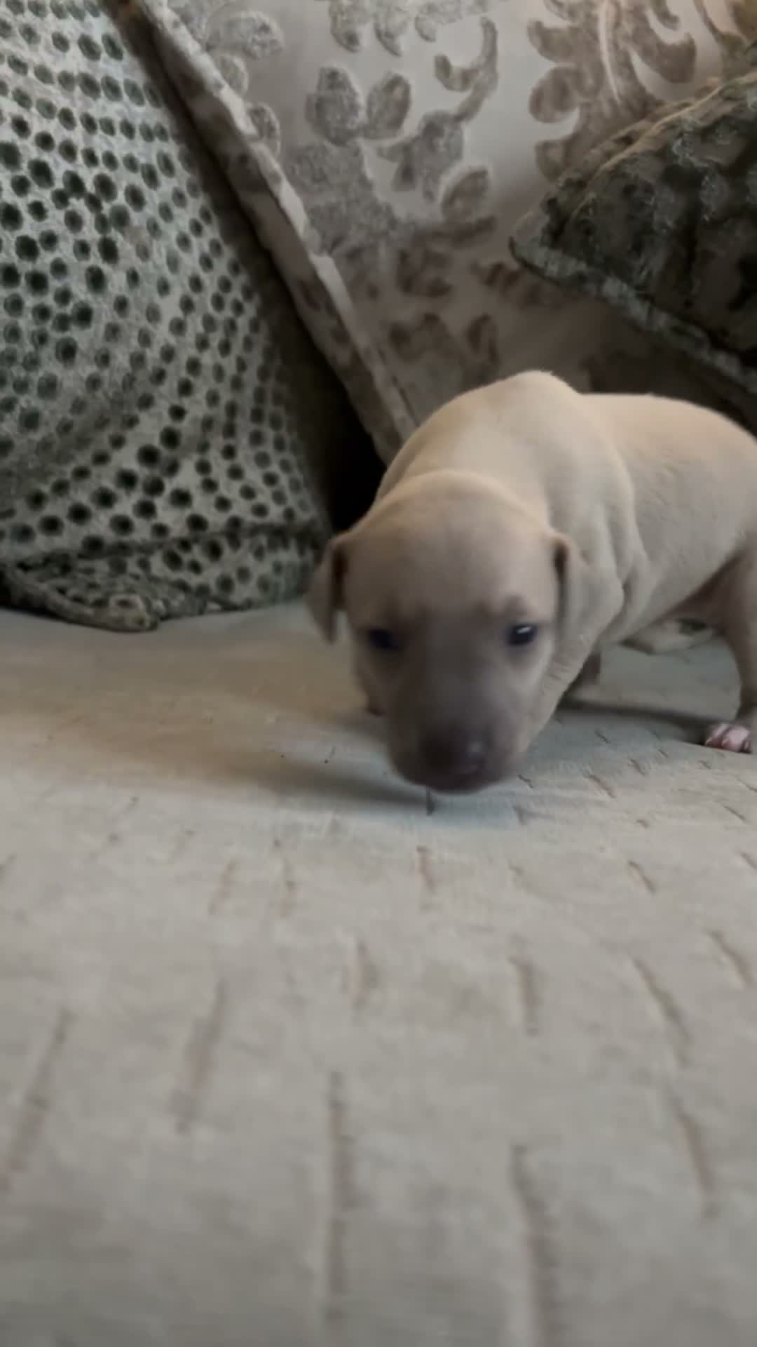 Mixed Breed dogs for sale: Whippet x Italian Greyhound Puppies  - Video 3