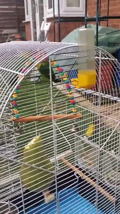 Lovebirds birds for sale: Pair of lovebirds(+ cage) - Video 1