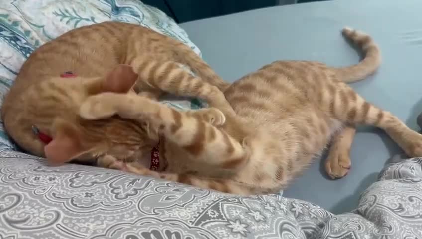Mixed Breed cats for adoption: MARMALADE JASPER DoG FRIENDLY PAIR BONDED NEUTERED - Video 2
