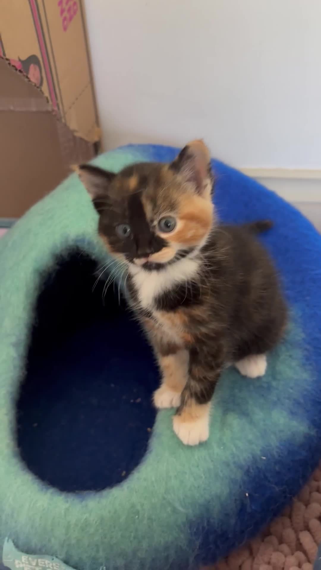 Mixed Breed cats for sale: 5 perfect kittens available  - Video 1