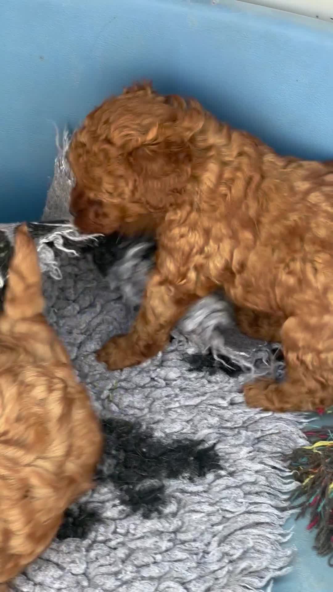 Cockapoo dogs for sale: Stunning litter of Red FIB cockapoo Girls  - Video 2