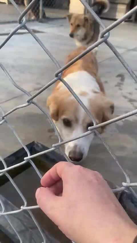 Mixed Breed dogs for adoption: Ricky, 7yrs old approx. Available for adoption. - Video 1