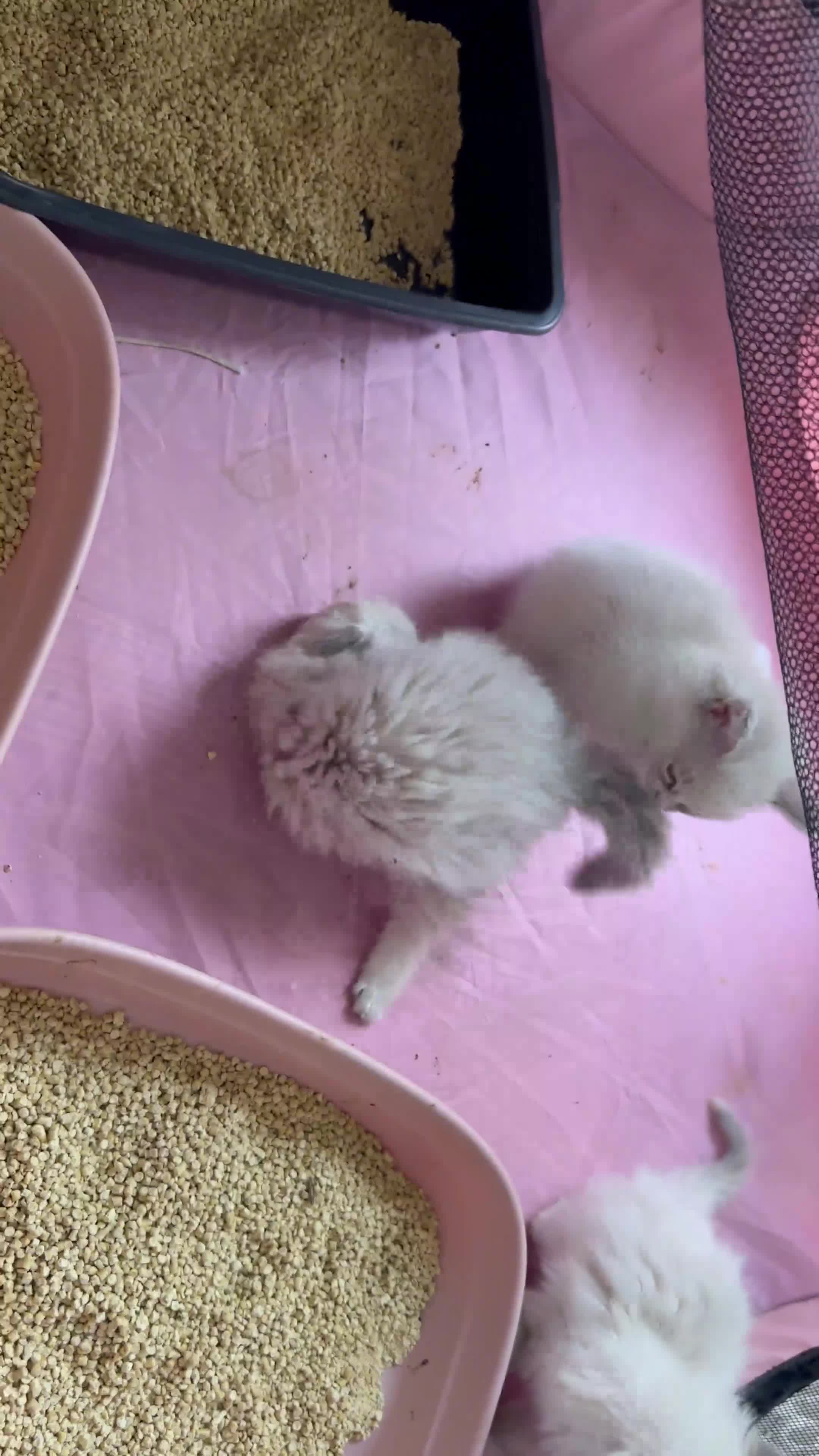 Ragdoll cats for sale: Last boy Stunning crazy playful pure Ragdoll - Video 1