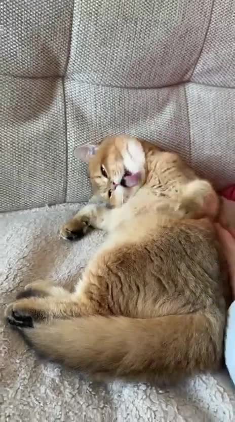 British Shorthair cats for sale: READY 2 Black Golden / Corin BSH boys - Video 3