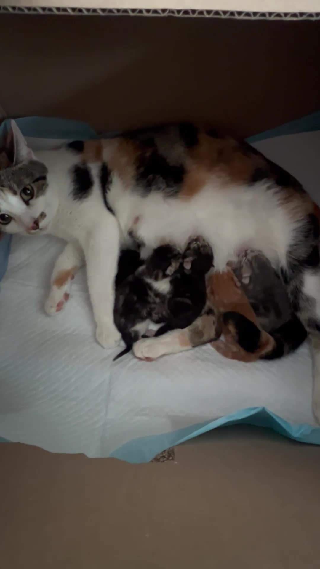 Domestic Shorthair cats for sale: 5 adorable kittens - Video 1