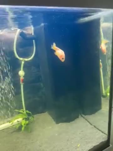 Goldfish fish for sale: White Ranchu  in London - Video 1