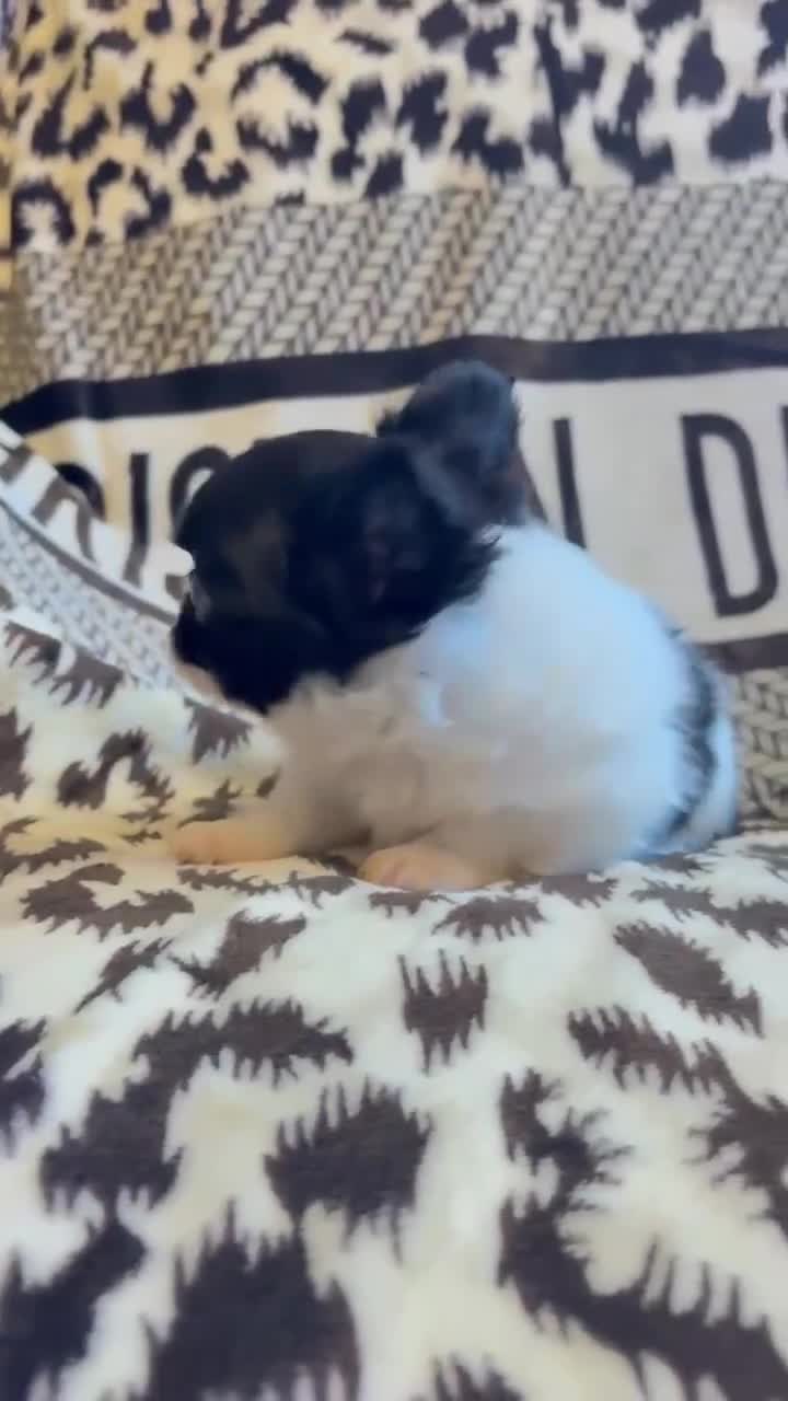 Chihuahua dogs for sale: Chihuahua  - Video 1