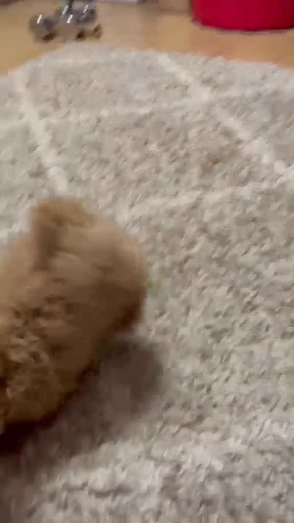 Maltipoo dogs for sale: Maltipoo Puppies – Two Beautiful Boys Available - Video 1