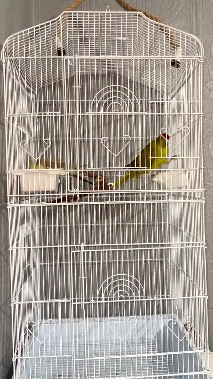 Parrots birds for sale: Cockatiel and kakariki £80 in Gateshead - Video 1