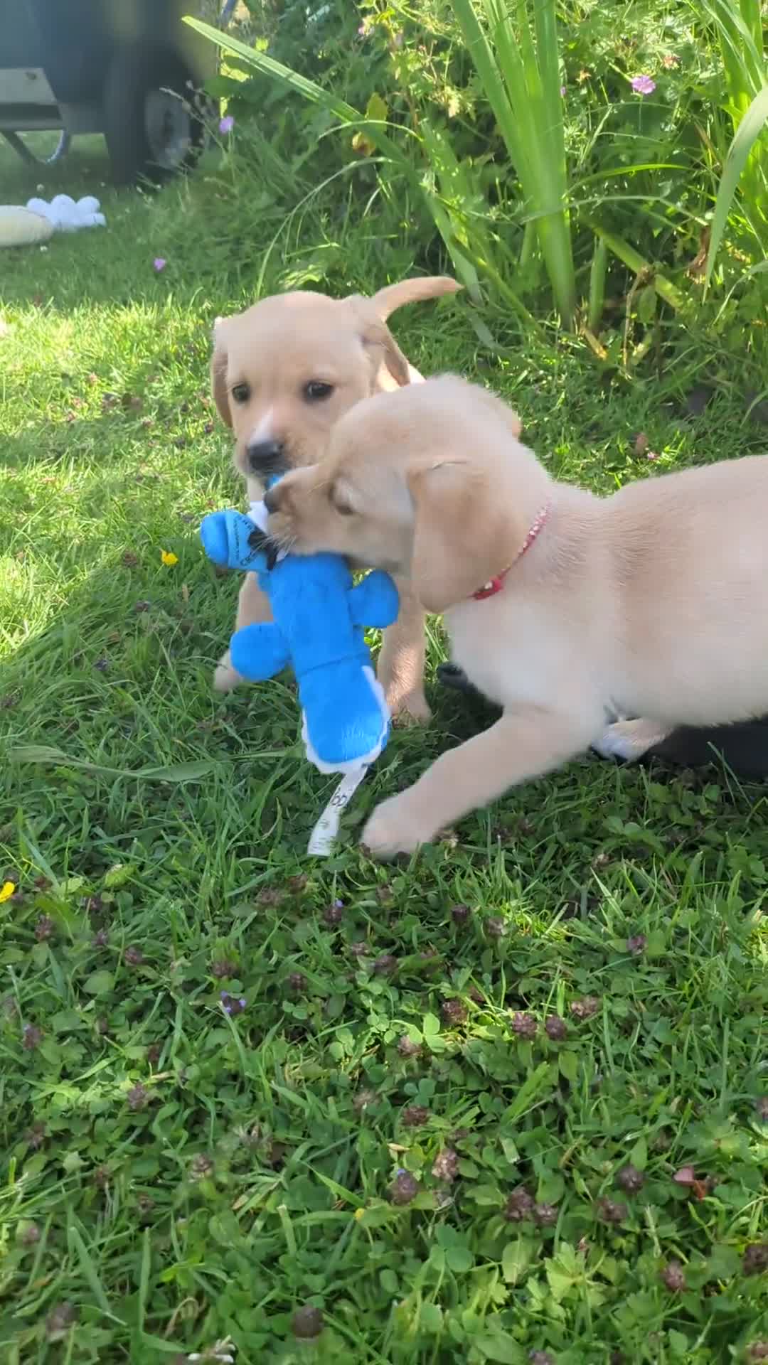 Labrador Retriever dogs for sale: Healthy Adorable kC registered Labrador puppies  - Video 2