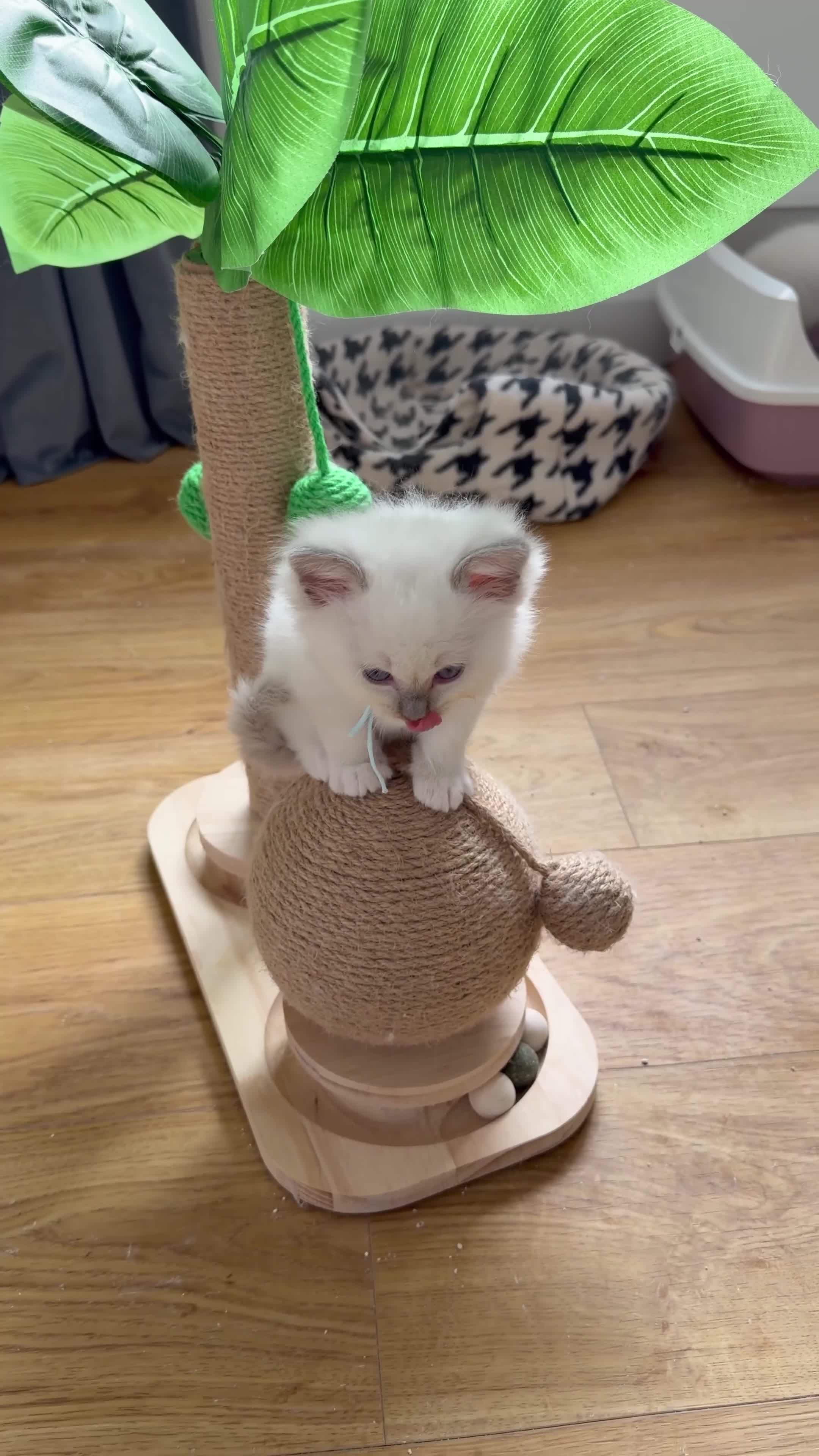 Ragdoll cats for sale: 🩵 GCCF Rare Lilac Male Ragdoll Kittens  - Video 2
