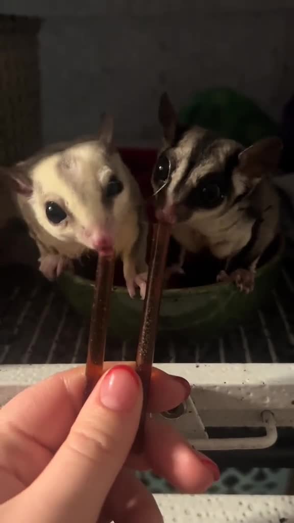 Sugar Glider rodents for sale: Sugar glider couple for sale(London) - Video 4