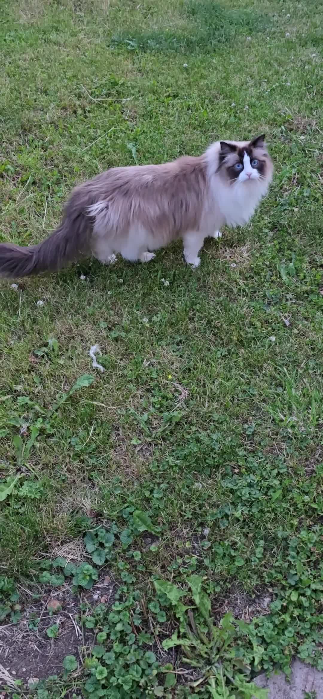 Ragdoll cats for sale: Kobi male for sale - Video 1