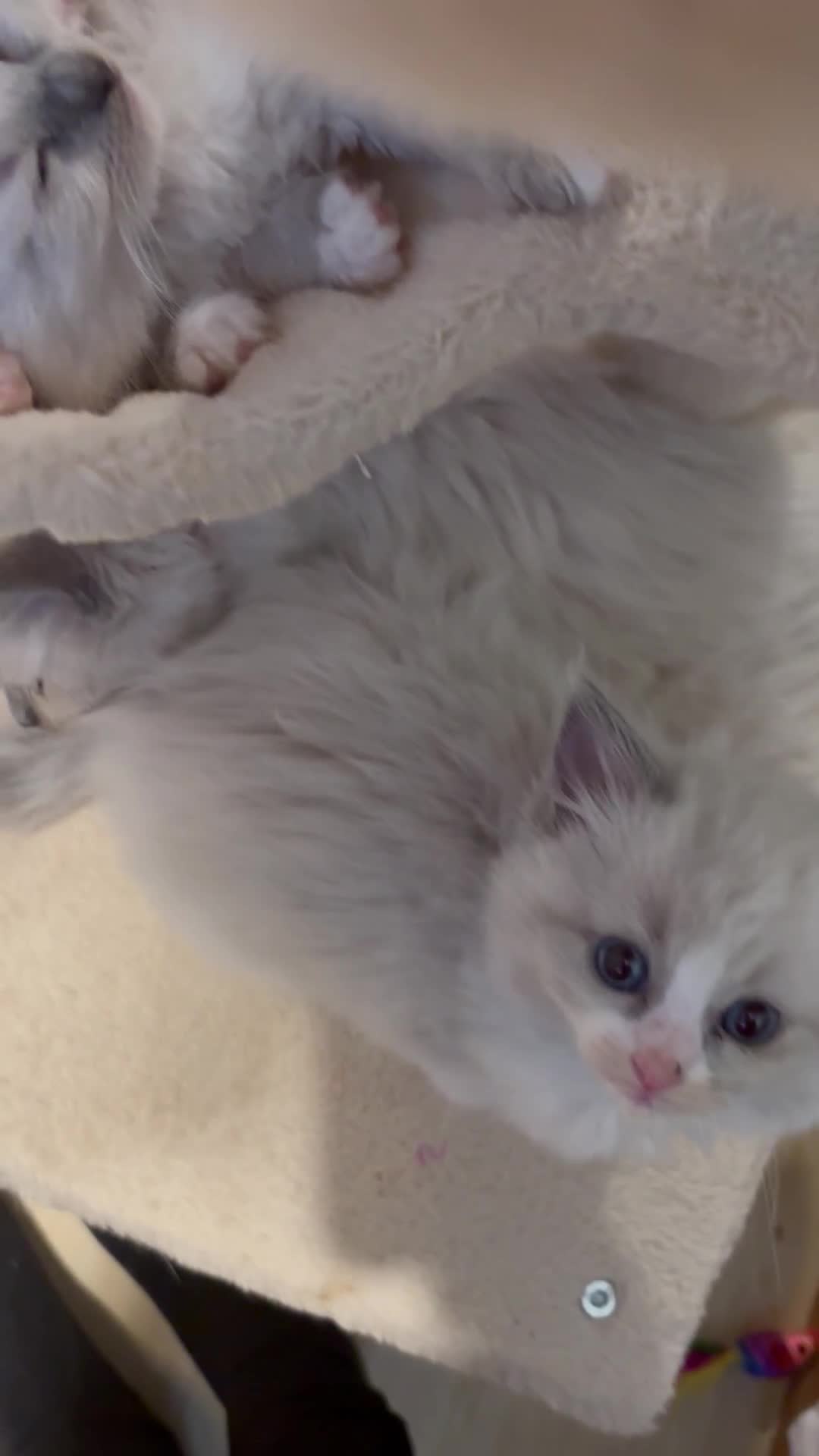 Ragdoll cats for sale: Beautiful purebred Ragdoll kittens - Video 1
