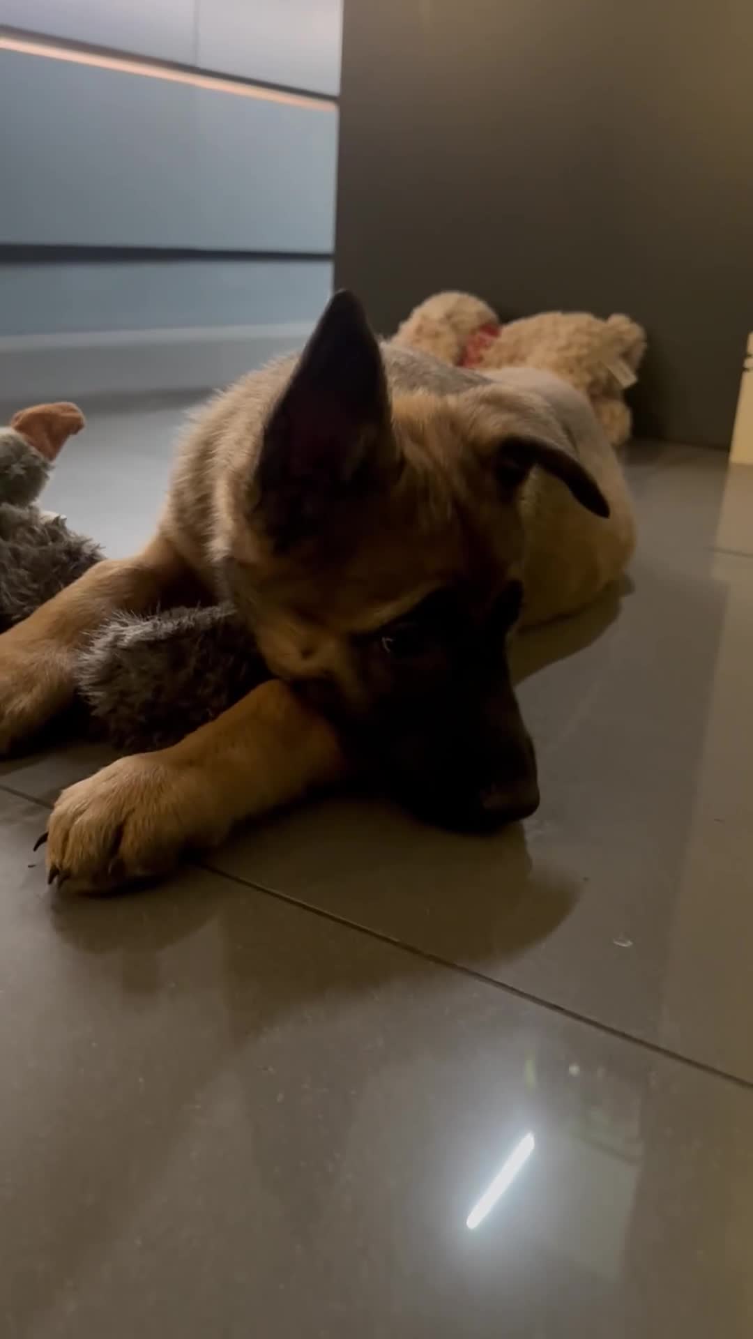 Mixed Breed dogs for sale:  4 Belgian Malinois & German Shepherd Puppies - Video 4