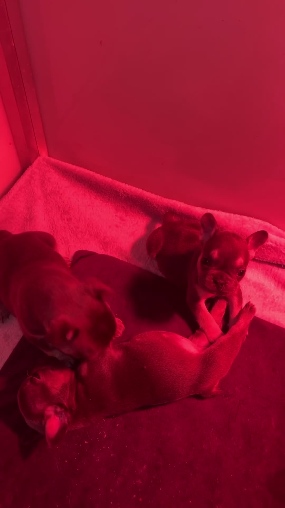 French Bulldog dogs for sale: Beautiful french bulldog - Video 1