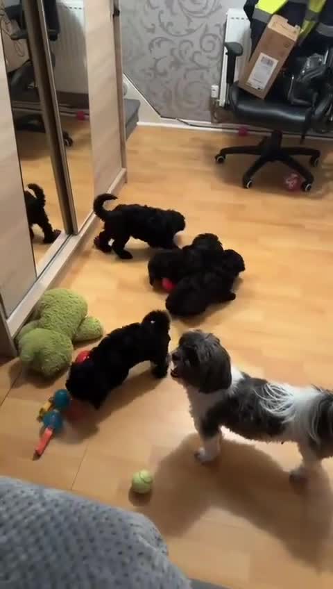 Cockapoo dogs for sale: Beautiful Cockapoo puppies - Video 1