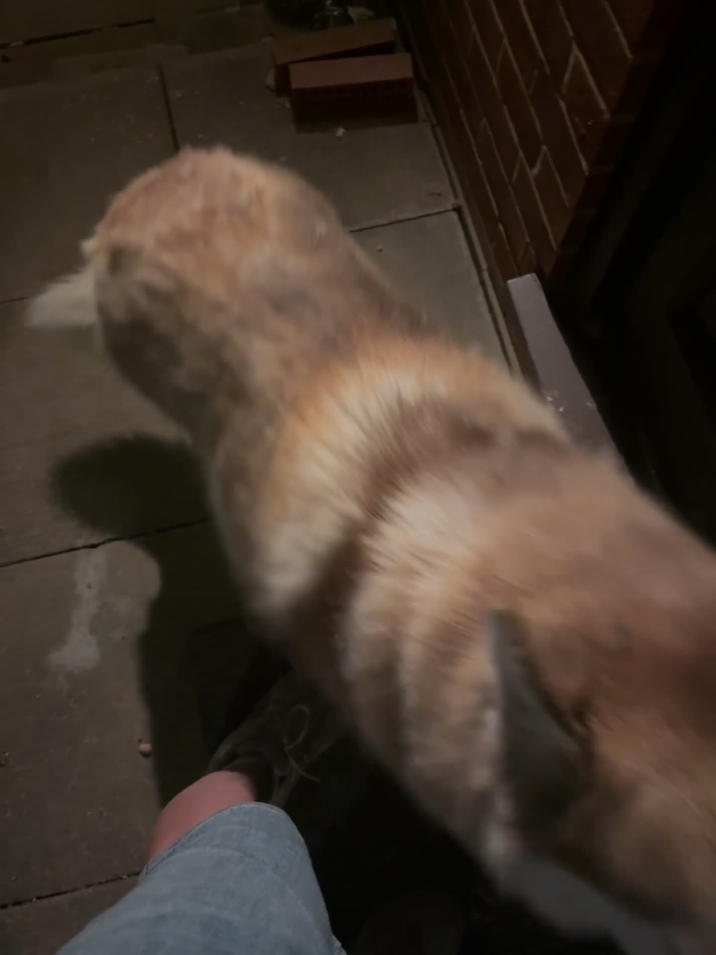 Siberian Husky dogs for sale: Beautiful female husky - Video 1