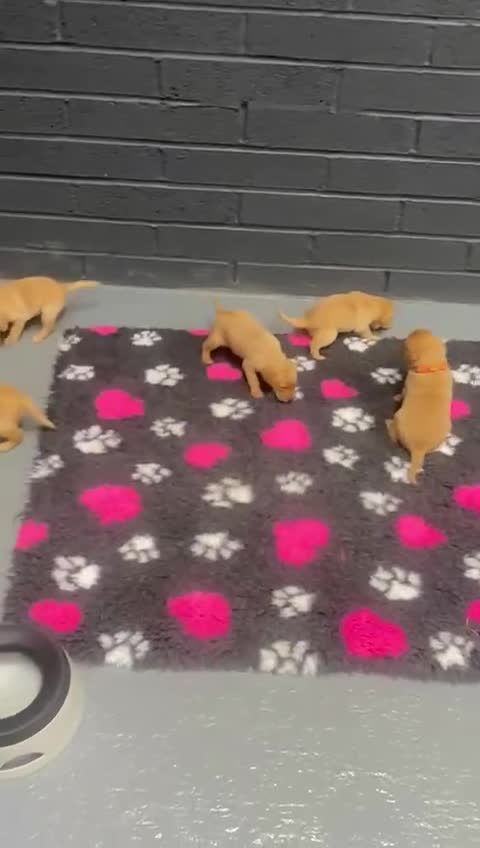 Labrador Retriever dogs for sale: Gorgeous KC Health Checked Labrador Puppies - Video 3