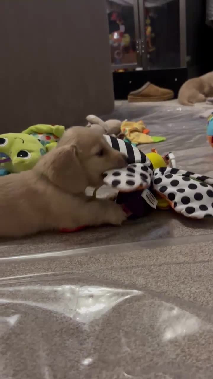 Miniature Dachshund dogs for sale: English cream longhair miniature daschound  - Video 3