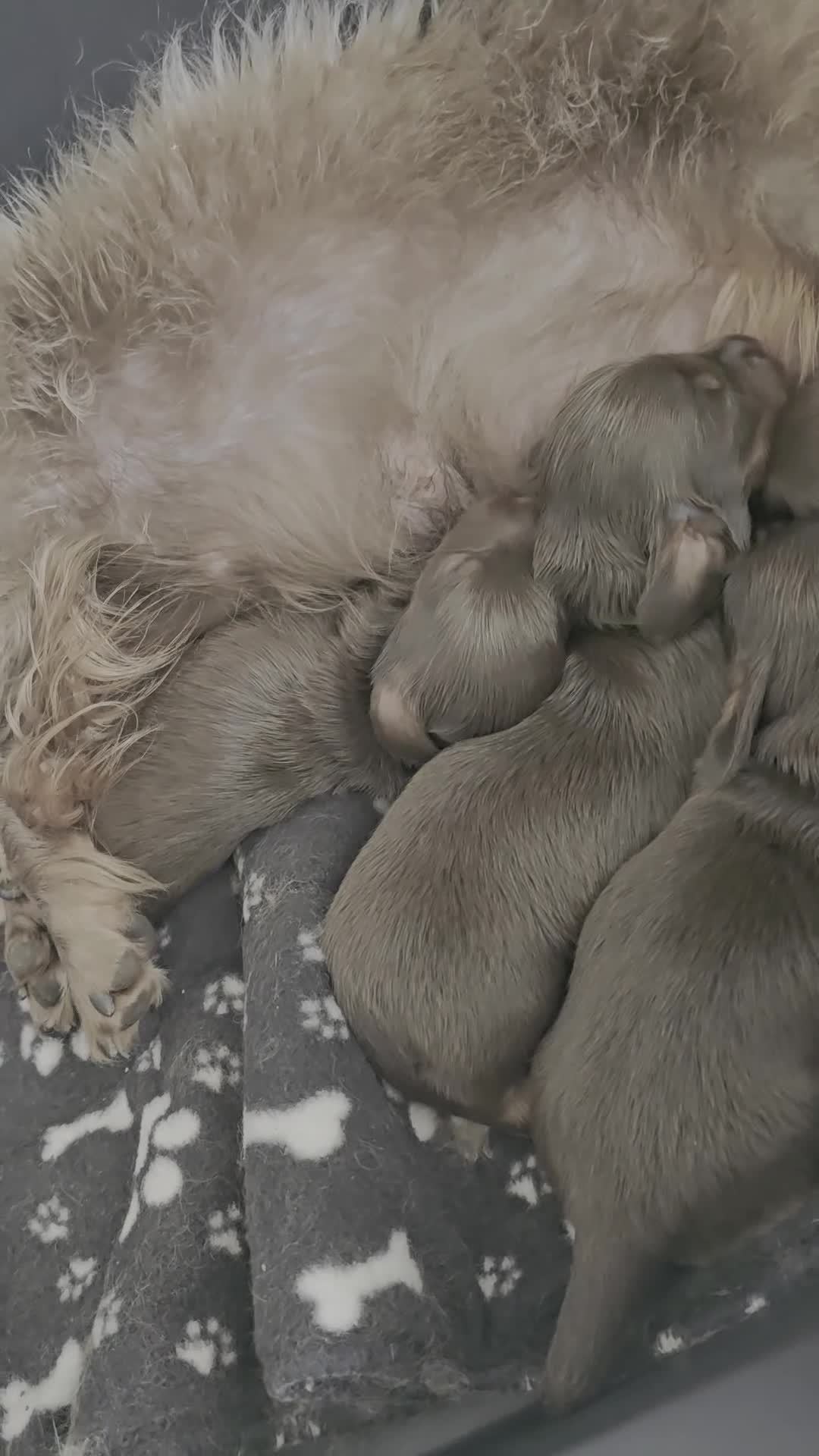 Miniature Dachshund dogs for sale: 4 male Dachshunds - Video 1
