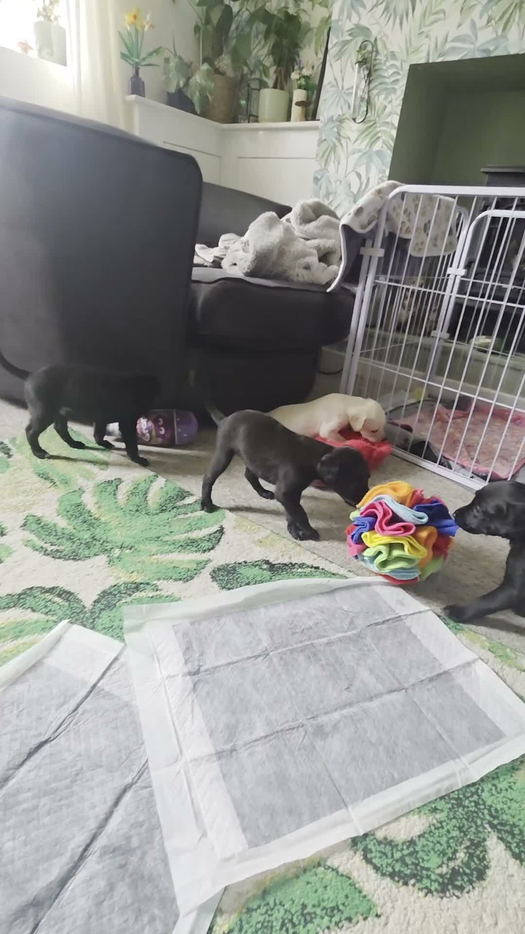 Mixed Breed dogs for sale: 🐾 Labrador × Whippet Puppies! 🐾 - Video 1