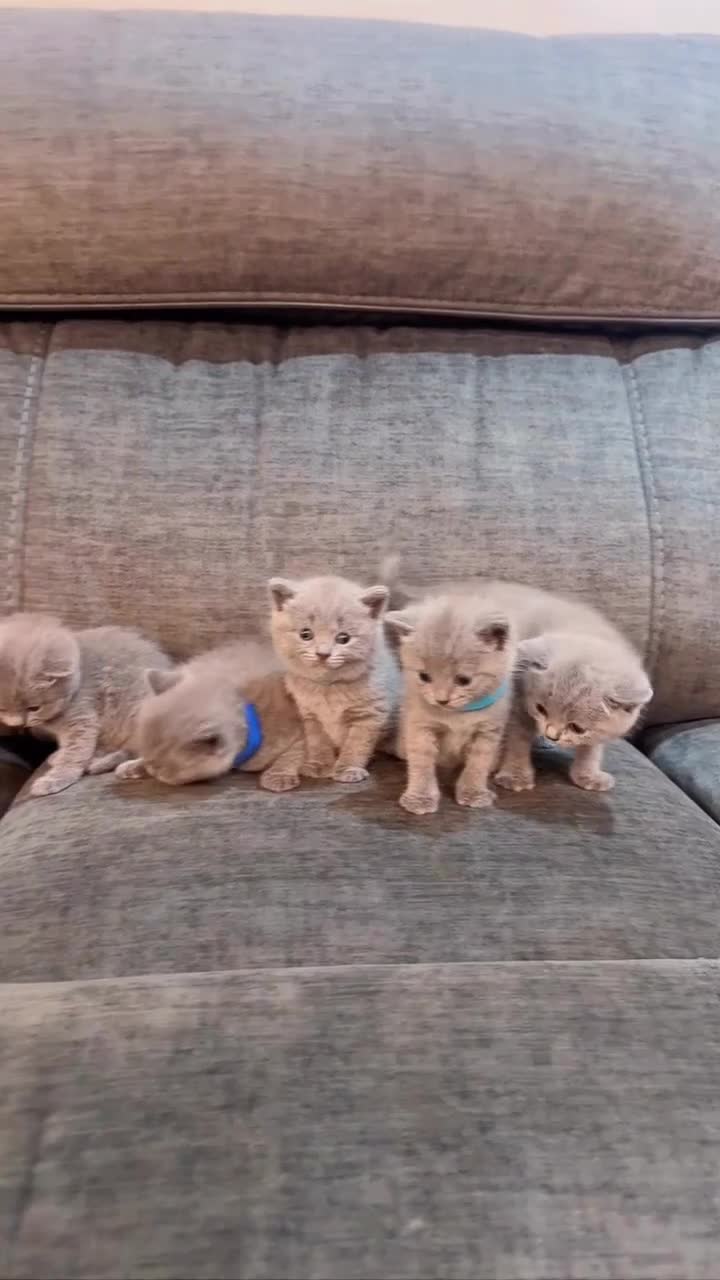 British Shorthair cats for sale: British Shorthair Kittens - Video 2
