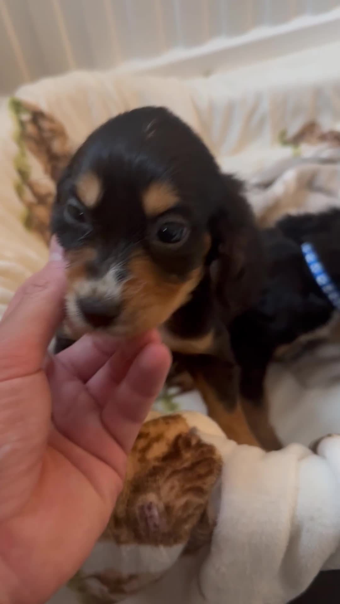 Cocker Spaniel dogs for sale: Pedigree Cocker spaniel puppies for sale  - Video 1