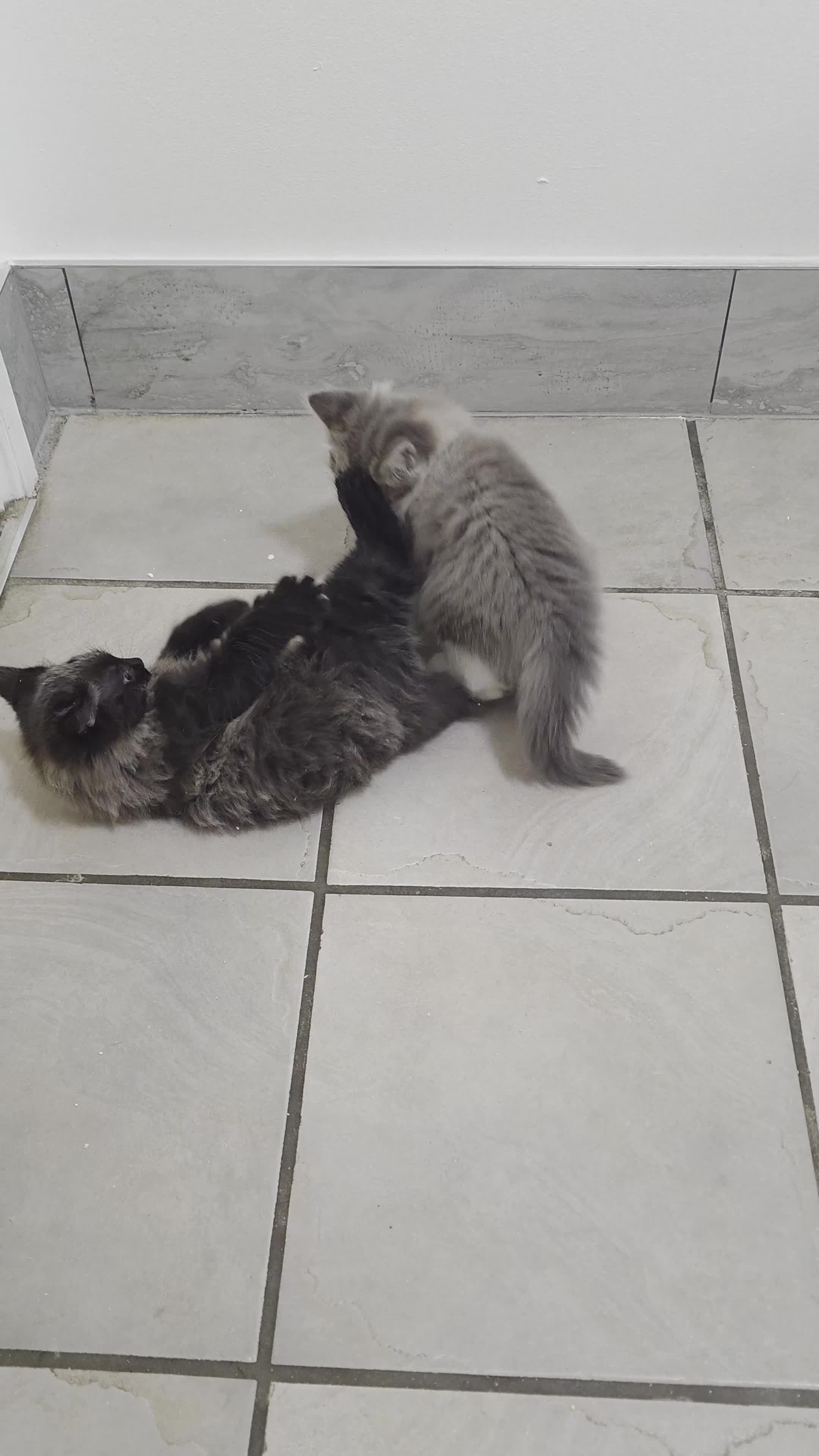 Mixed Breed cats for sale: British longhair mix kittens 2 boys in High Wycombe - Video 3