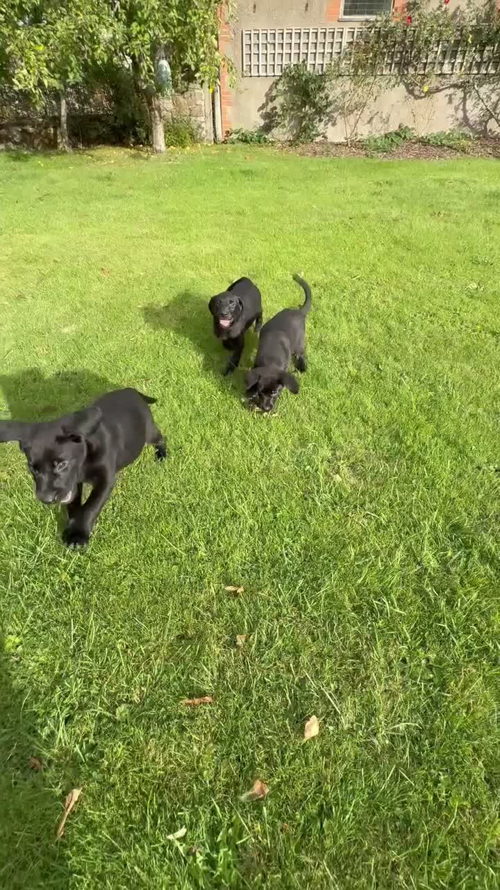 Labrador Retriever dogs for sale: Beautiful Labrador puppies - Video 4
