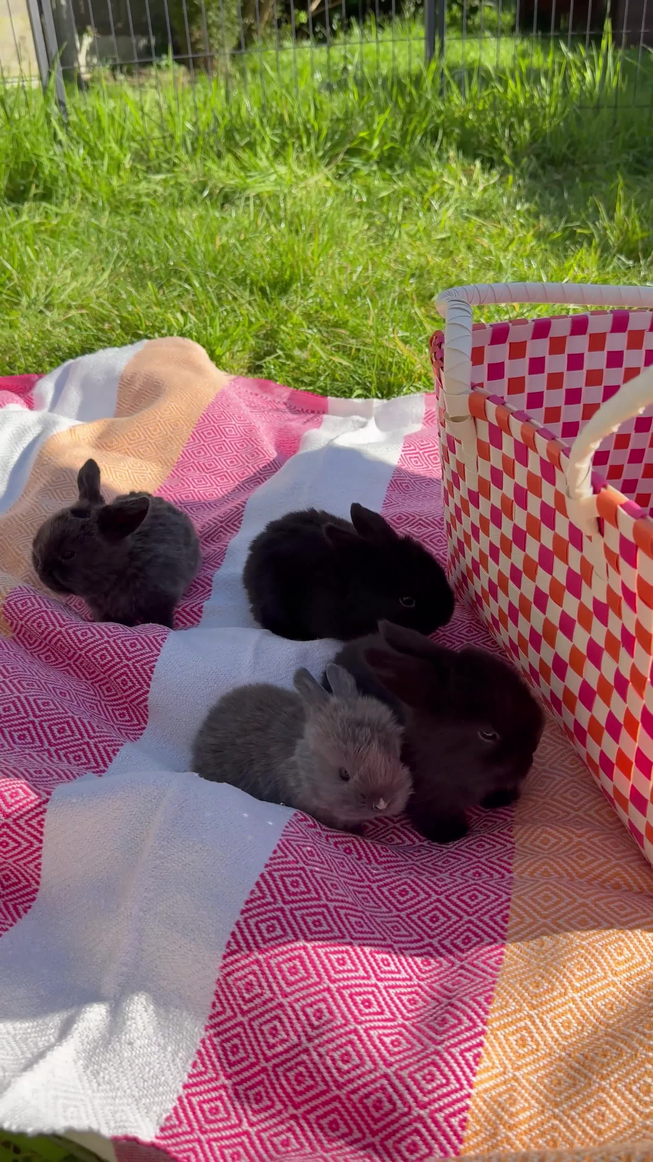 Mini Lop rabbits for sale: 4 Beautiful Mini Lops - Video 2