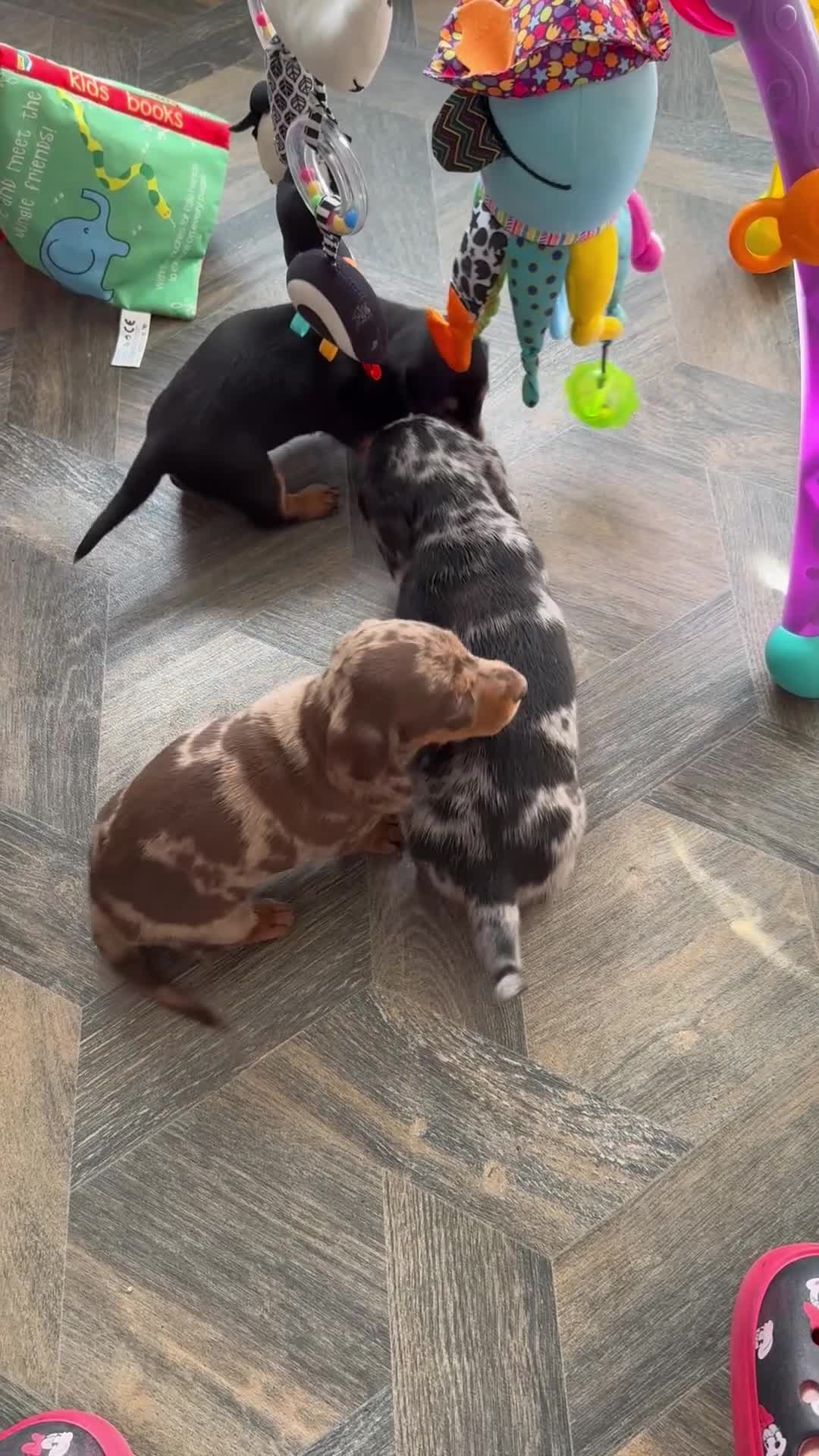 Miniature Dachshund dogs for sale: 2 super cute  dachshund babies   in Mirfield - Video 3