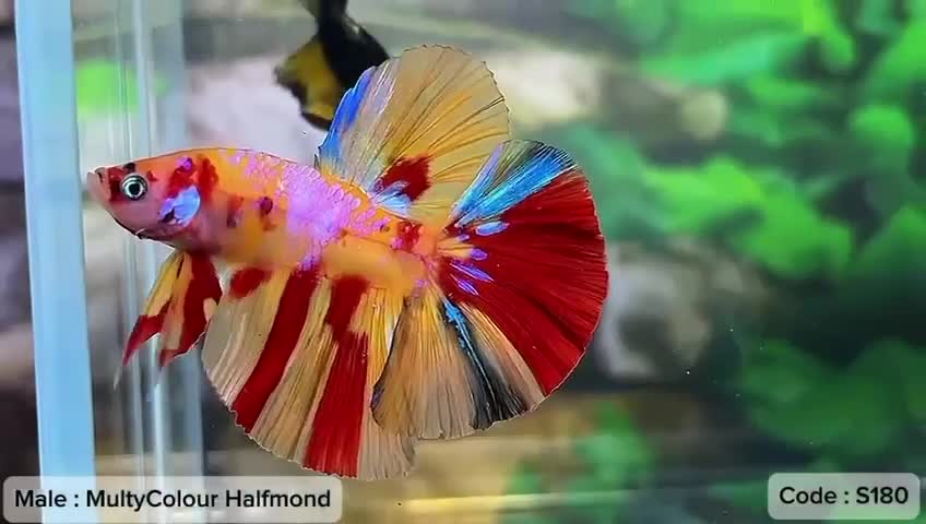 Bettas fish for sale: KOI Multicolour male - Video 1