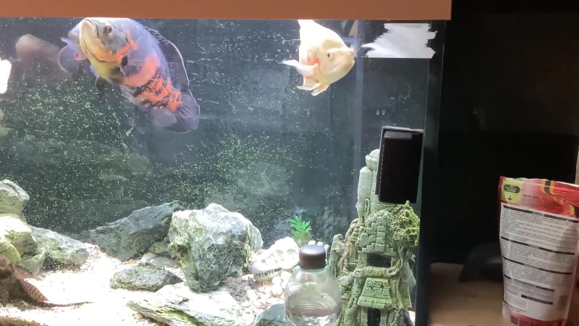 Cichlids fish for sale: Two oscars  - Video 2