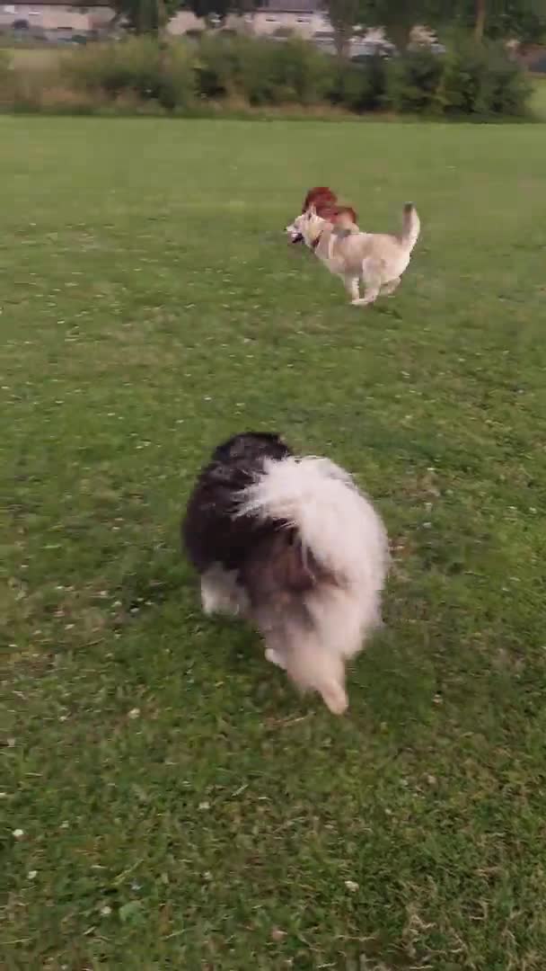Pomsky dogs for stud:  Reggie the F3 pomsky for stud  in Liverpool - Video 1