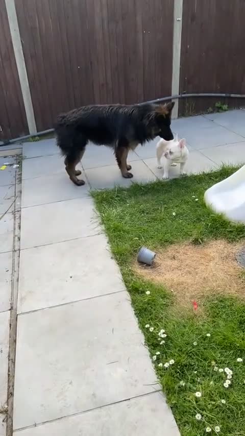 German Shepherd dogs for sale: Looking for new house - Video 3