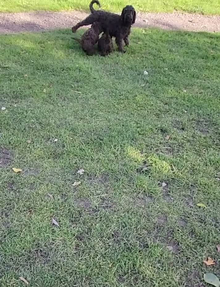 Cockapoo dogs for sale: 2 adorable little girls cockapoo pups  - Video 3