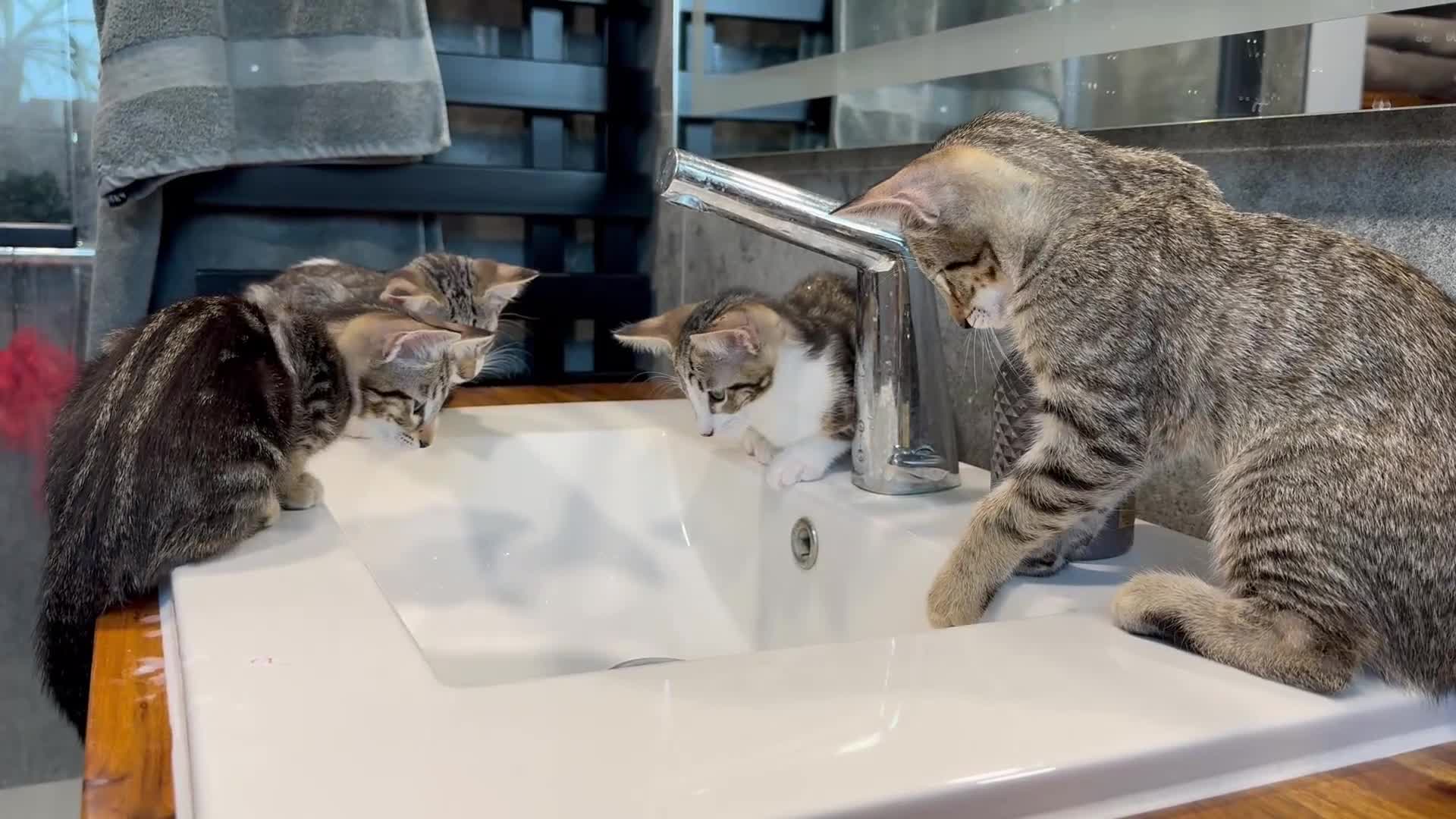 Siamese cats for sale: Siamese-Tabby Mix Kittens Available from 17th Sept - Video 1