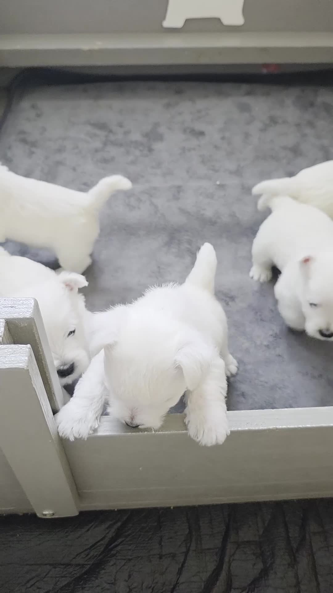 West Highland Terrier dogs for sale: Pure Westies Kc registered  - Video 2