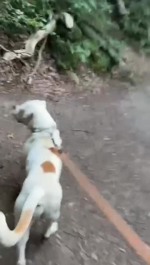American Bulldog dogs for sale: American Bulldog  - Video 1
