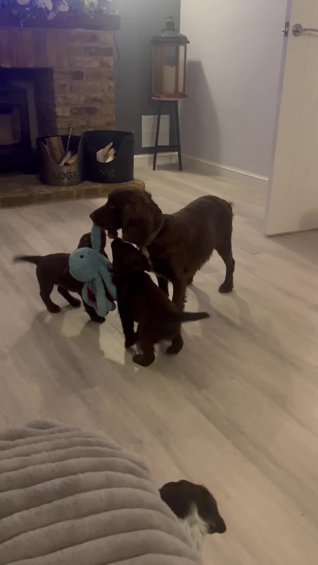 Cocker Spaniel dogs for sale: Working cocker spaniel  in Maldon - Video 1