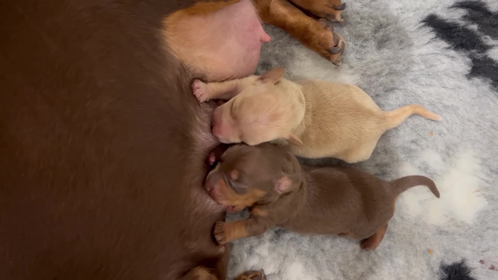 Miniature Dachshund dogs for sale: KC Registered Miniature Dachshund puppies - Video 1