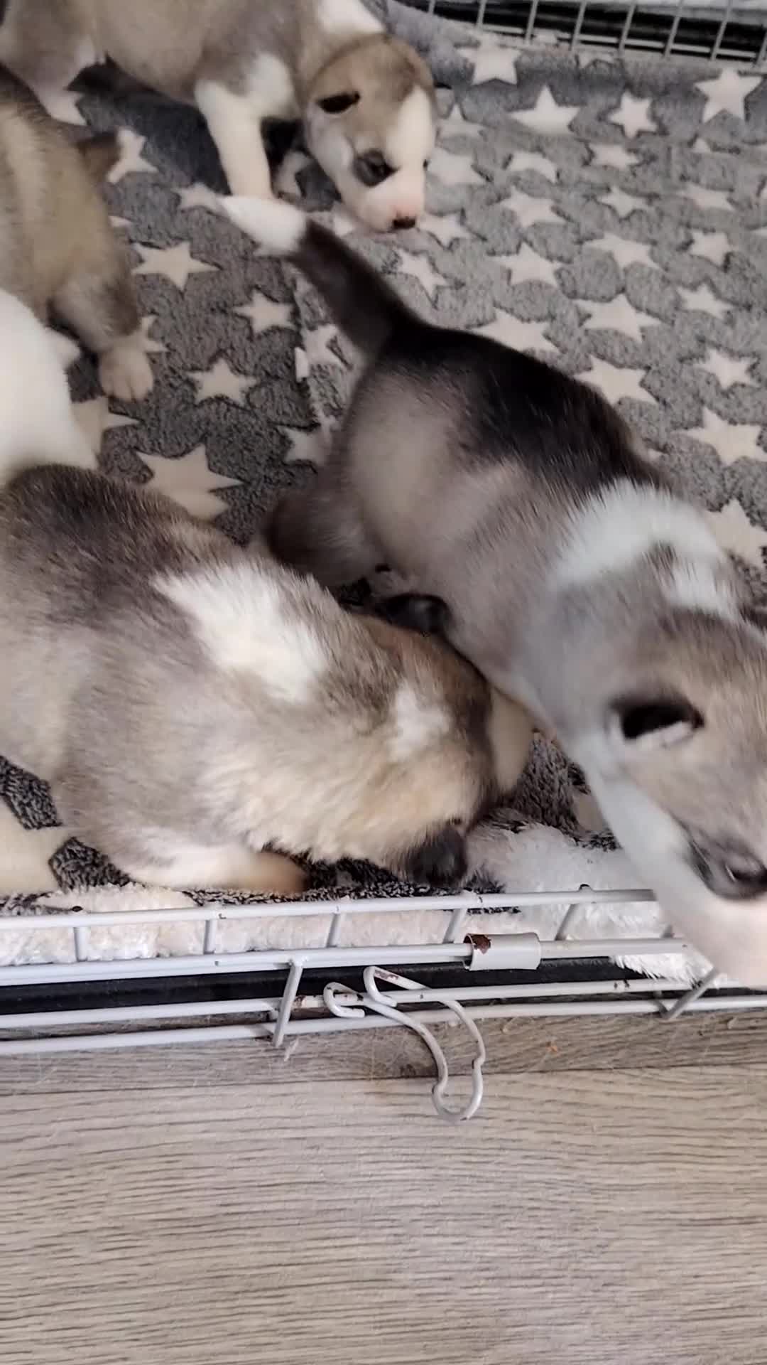 Siberian Husky dogs for sale: Siberian huskys READY NOW 1 boy 1 girl. - Video 1