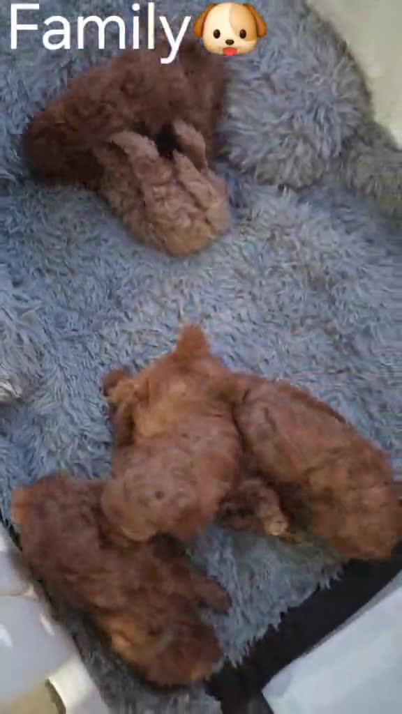 Maltipoo dogs for sale: red toy maltipoos - Video 1