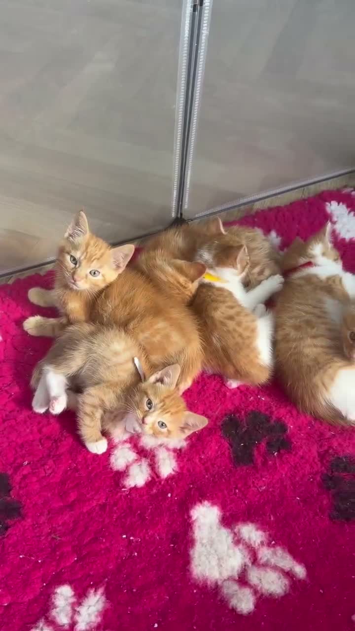 Mixed Breed cats for sale: 7 FLUFFY GINGER KITTENS LOOKING FOR LOVING HOMES in Saint Austell - Video 1